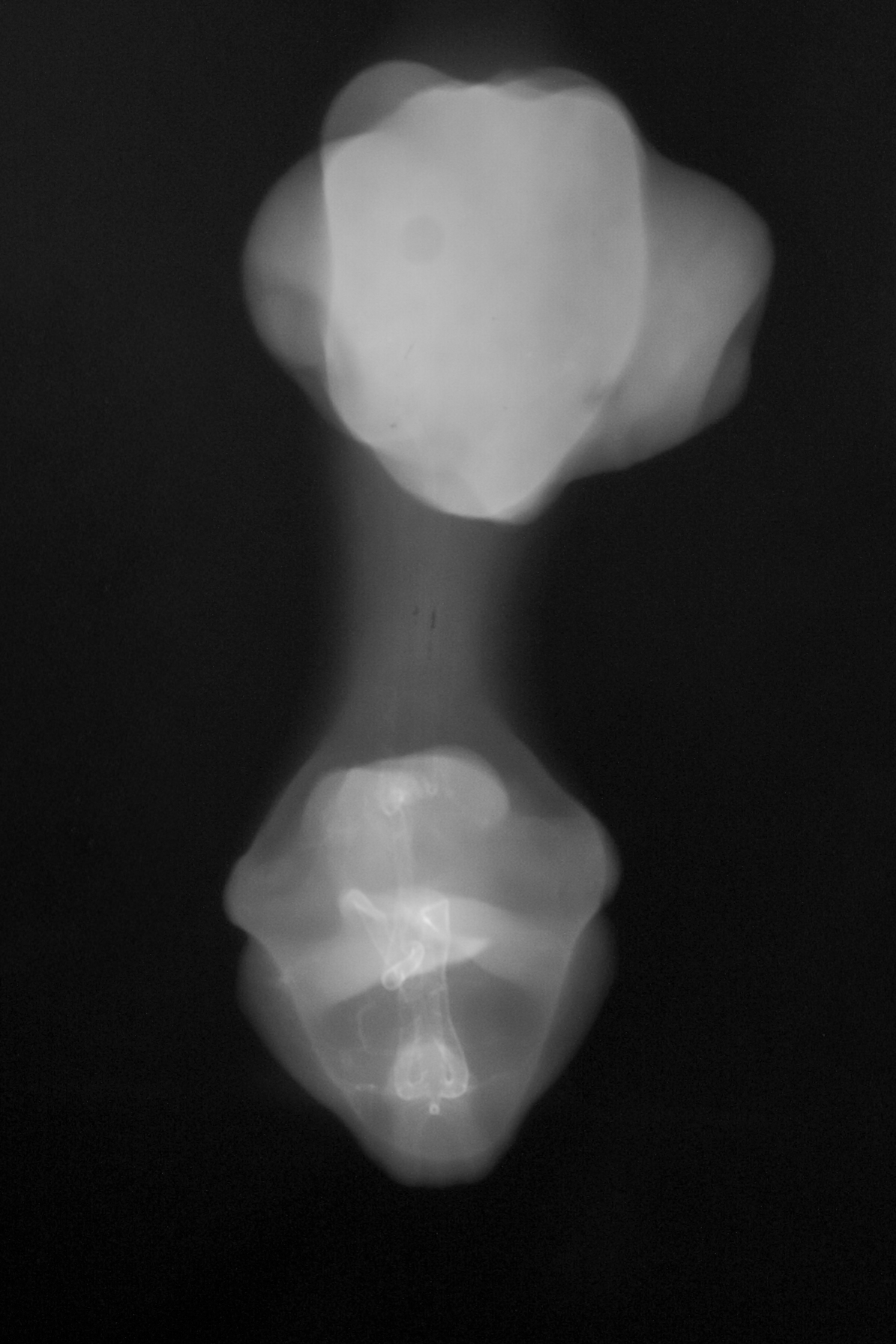 stage 31 chick embryo x-ray